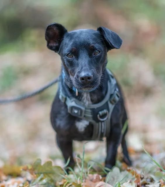 Becca, female young mixed breed for adoption at SPA de Loire Atlantique, Nantes