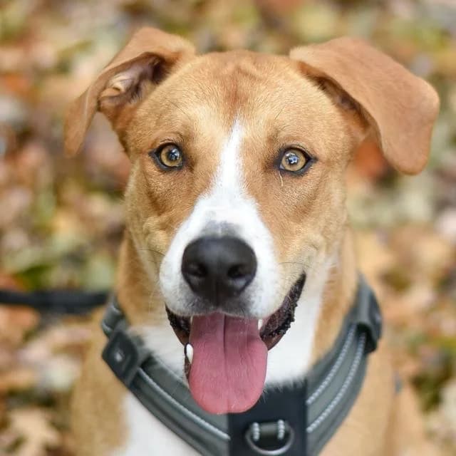 Sun, male young mixed breed for adoption at SPA de Loire Atlantique, Nantes