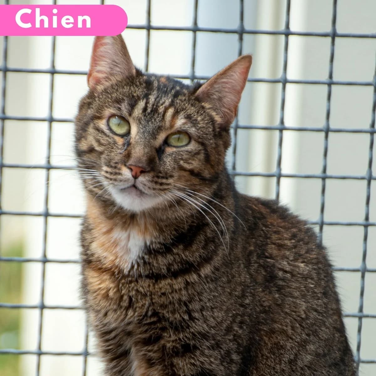 Plume, male Mixed Breed for adoption at SPA de Loire Atlantique, Nantes