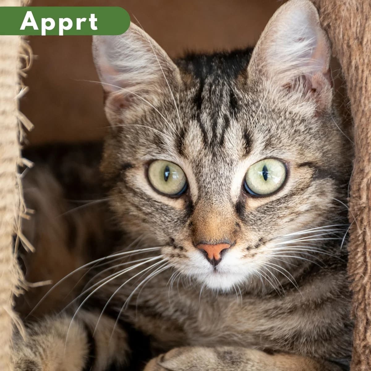 Oppenheimer, male Mixed Breed for adoption at SPA de Loire Atlantique, Nantes