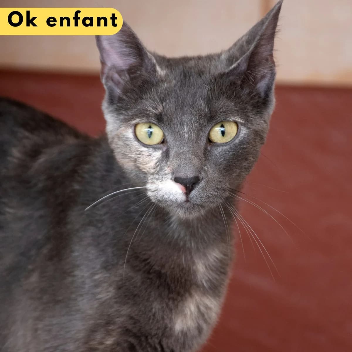 Shakira, male Mixed Breed for adoption at SPA de Loire Atlantique, Nantes