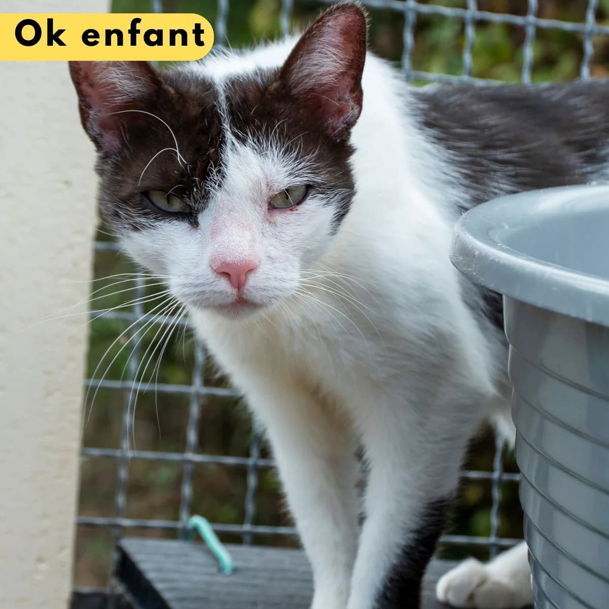 Ticsani, male Mixed Breed for adoption at SPA de Loire Atlantique, Nantes