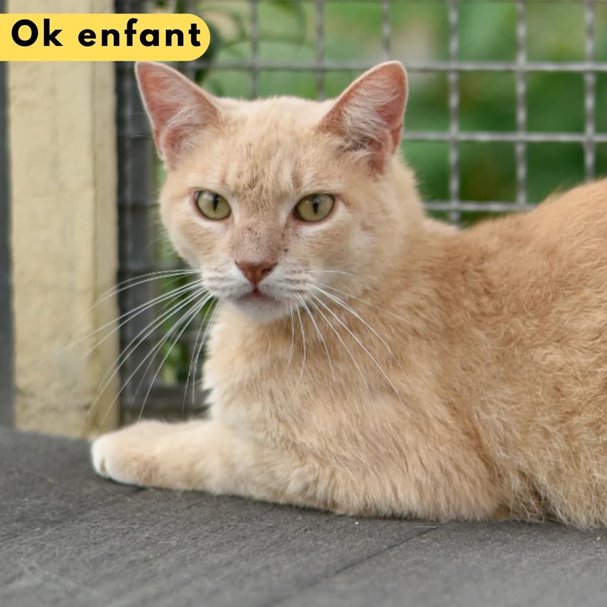 Vilnius, male Mixed Breed for adoption at SPA de Loire Atlantique, Nantes