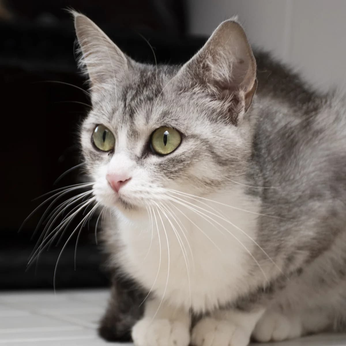 Skam, male Mixed Breed for adoption at SPA de Loire Atlantique, Nantes