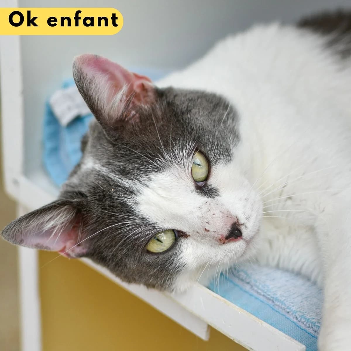 Vandame, male Mixed Breed for adoption at SPA de Loire Atlantique, Nantes