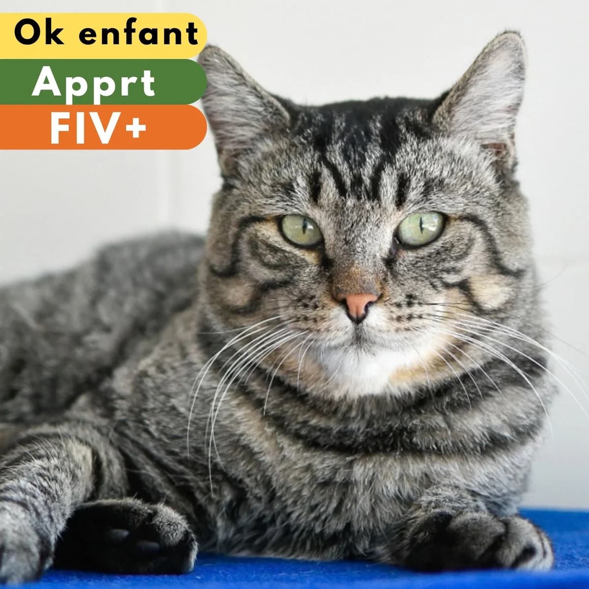 Bonjour, male Mixed Breed for adoption at SPA de Loire Atlantique, Nantes