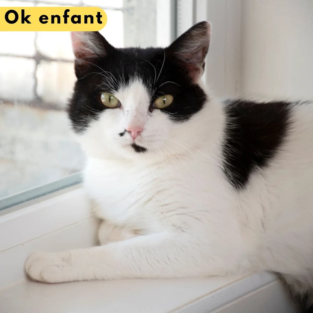 Roxy, male Mixed Breed for adoption at SPA de Loire Atlantique, Nantes