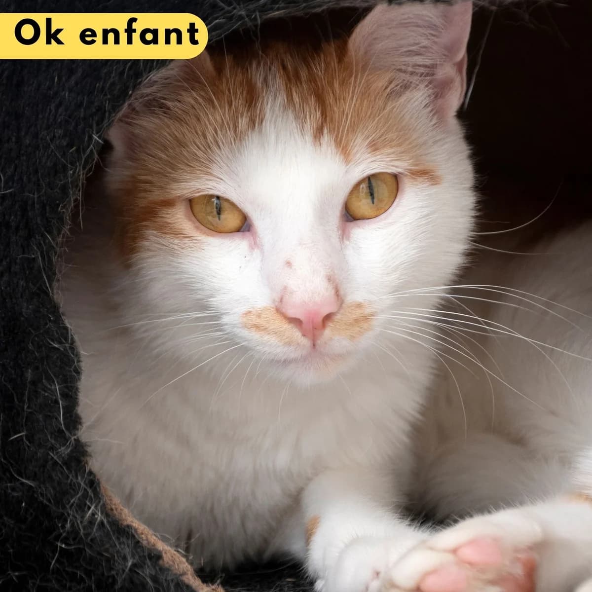 Atréus, male Mixed Breed for adoption at SPA de Loire Atlantique, Nantes