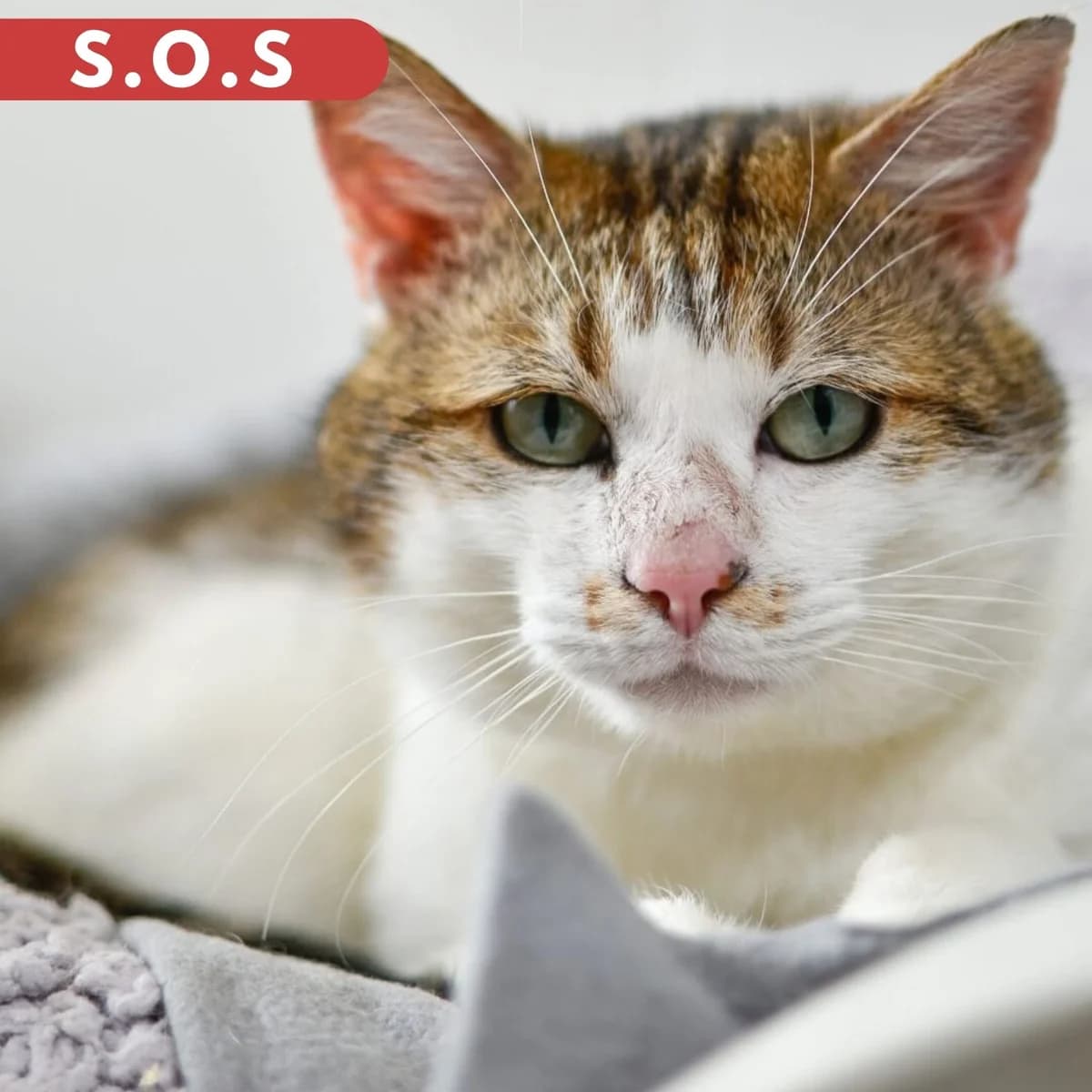 Titan, male Mixed Breed for adoption at SPA de Loire Atlantique, Nantes