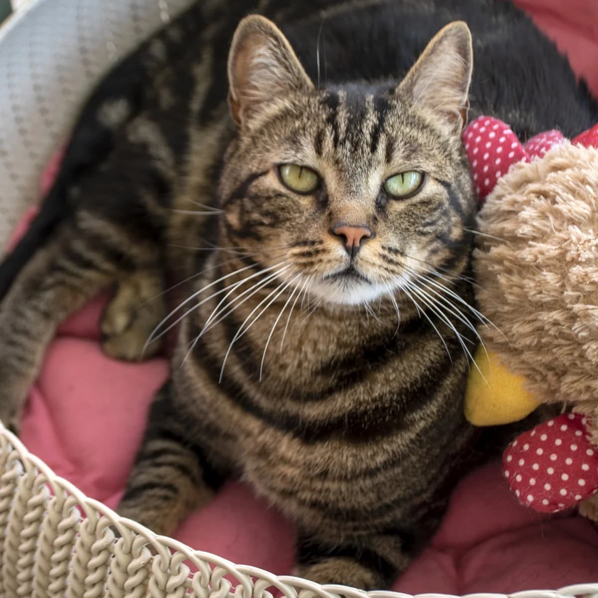 Vagabond, male Mixed Breed for adoption at SPA de Loire Atlantique, Nantes