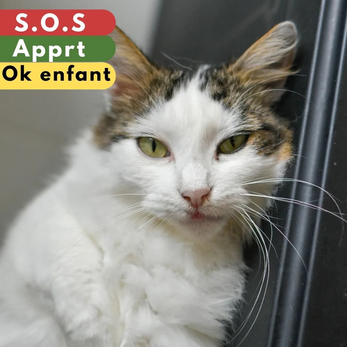 Mignonne, male Mixed Breed for adoption at SPA de Loire Atlantique, Nantes