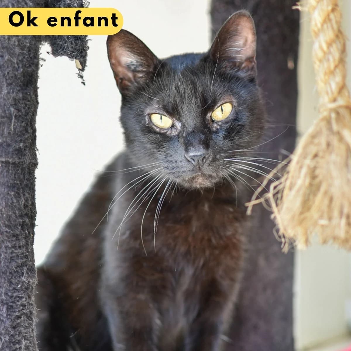 Bouricot, male Mixed Breed for adoption at SPA de Loire Atlantique, Nantes