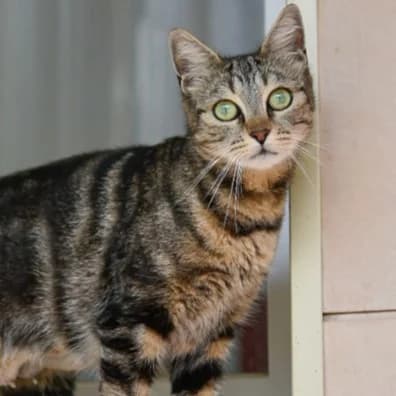 Matka, male Mixed Breed for adoption at SPA de Loire Atlantique, Nantes