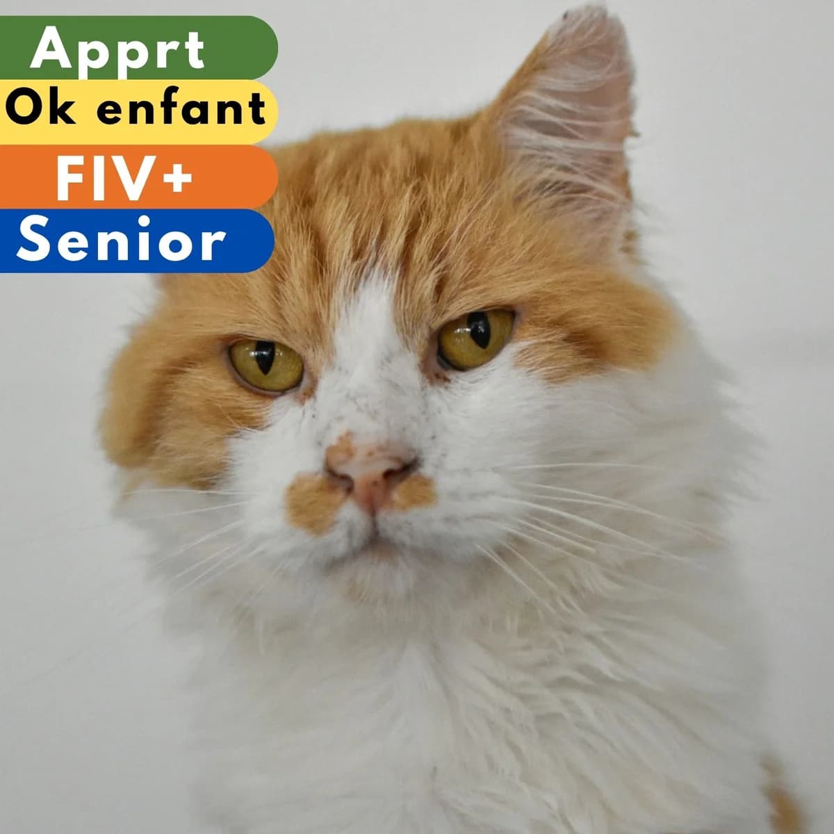 Placebo, male Mixed Breed for adoption at SPA de Loire Atlantique, Nantes