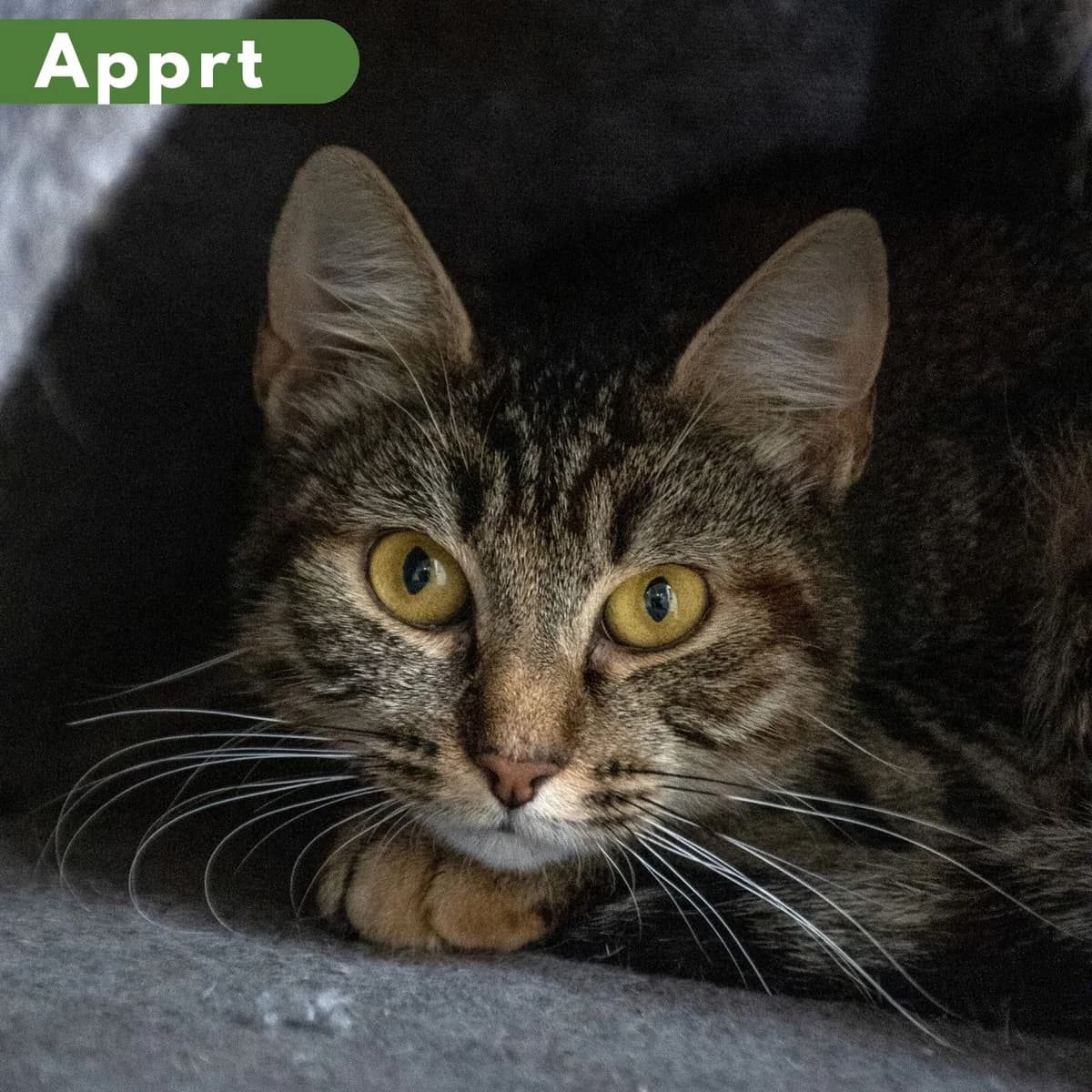 Tomette, male Mixed Breed for adoption at SPA de Loire Atlantique, Nantes
