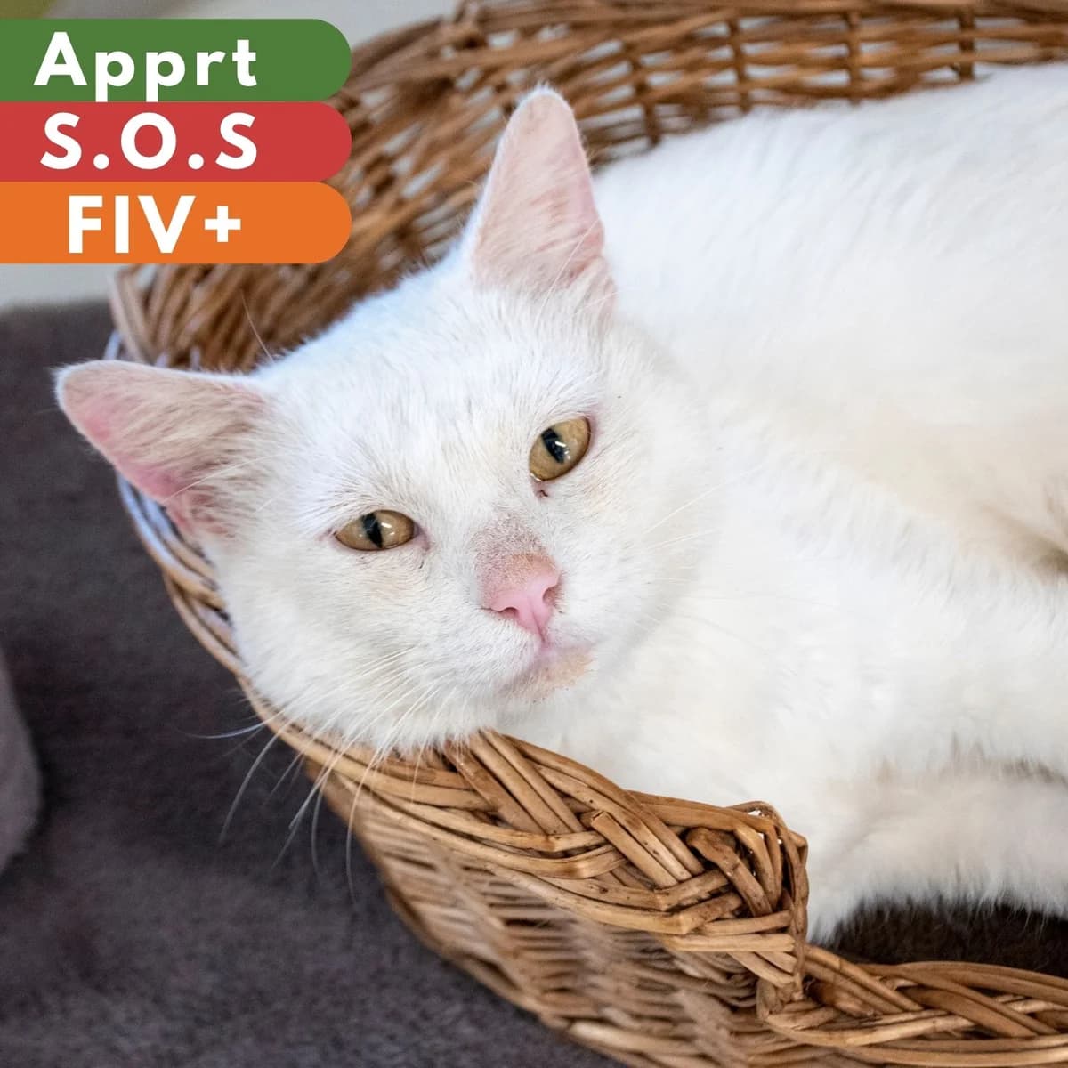 Mérou, male Mixed Breed for adoption at SPA de Loire Atlantique, Nantes