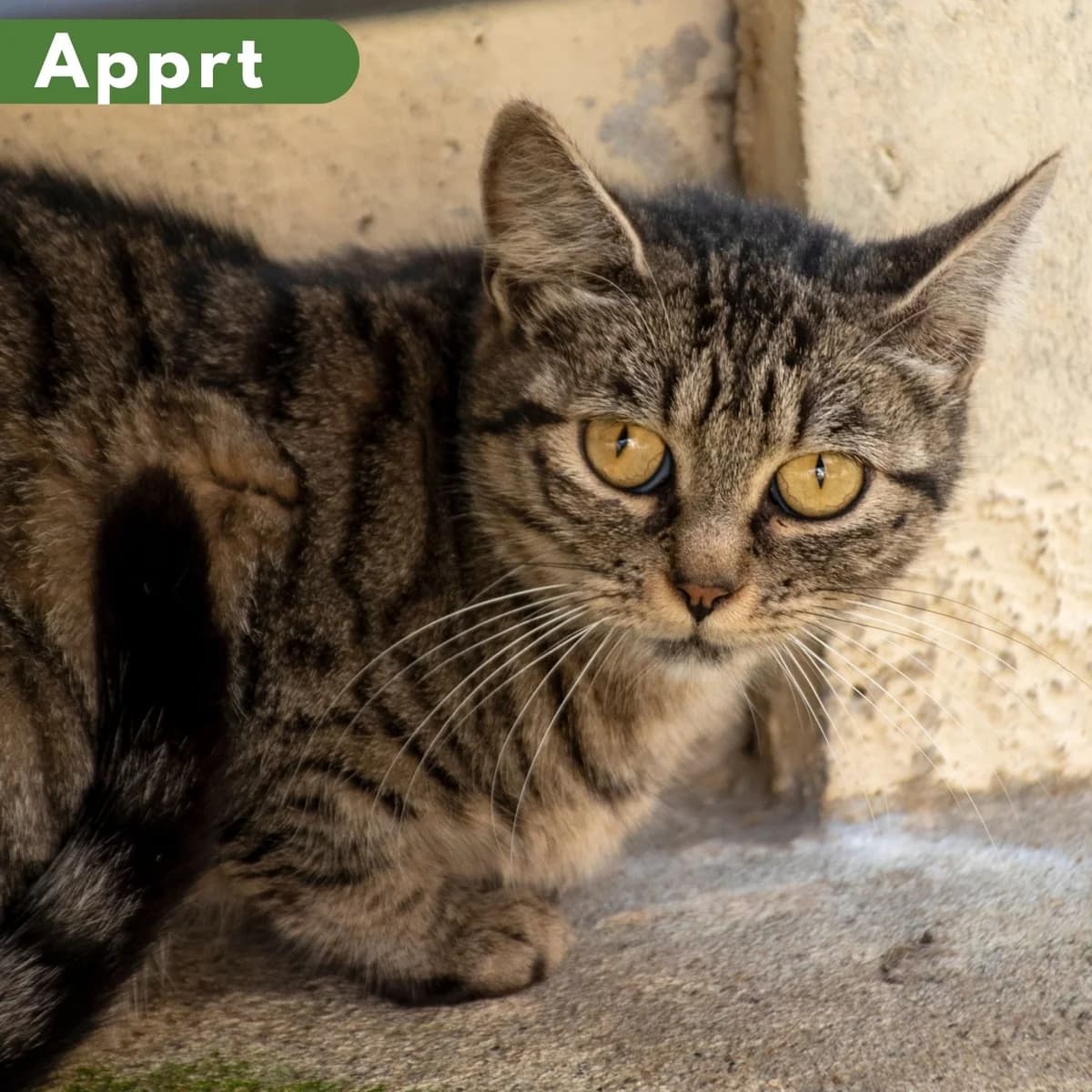 Marmara, male Mixed Breed for adoption at SPA de Loire Atlantique, Nantes
