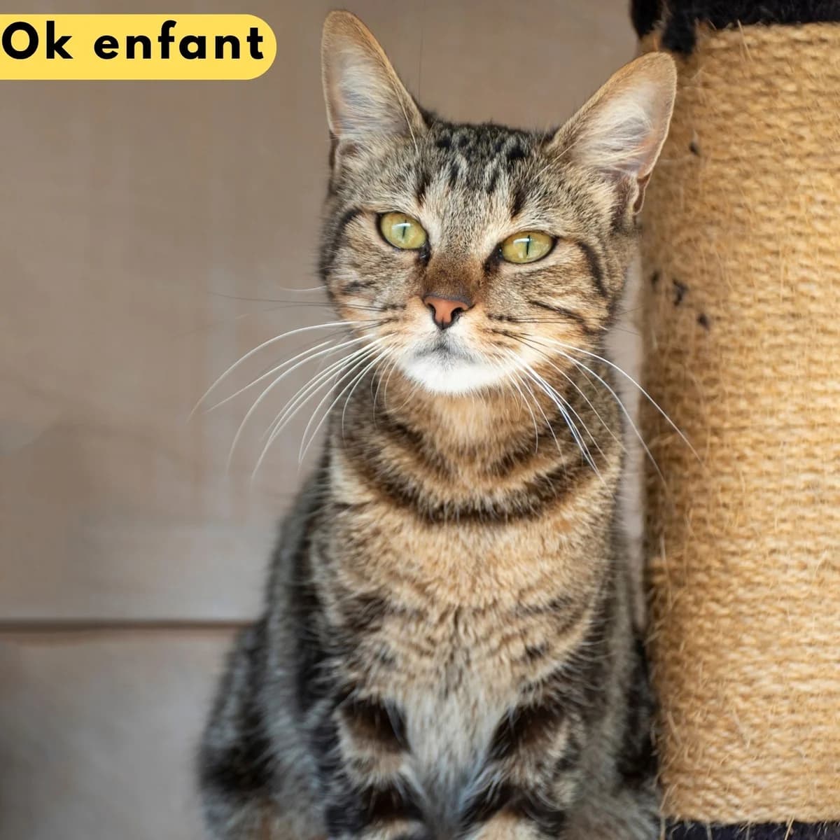 Déca, male Mixed Breed for adoption at SPA de Loire Atlantique, Nantes