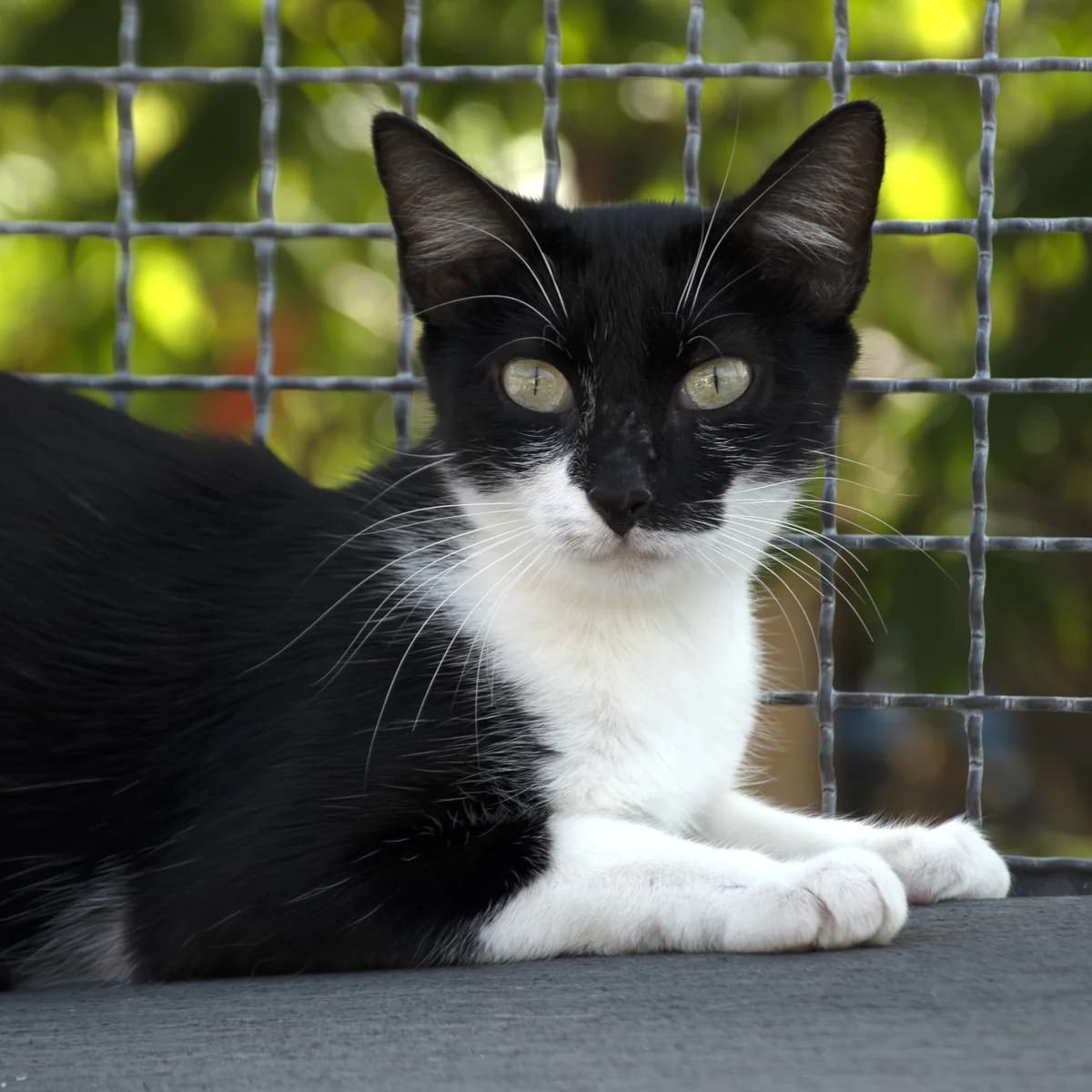Chakra, male Mixed Breed for adoption at SPA de Loire Atlantique, Nantes