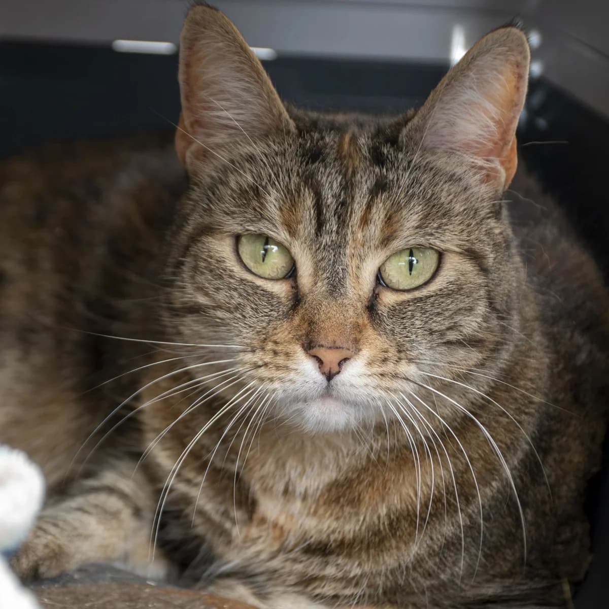 Sockette, male Mixed Breed for adoption at SPA de Loire Atlantique, Nantes