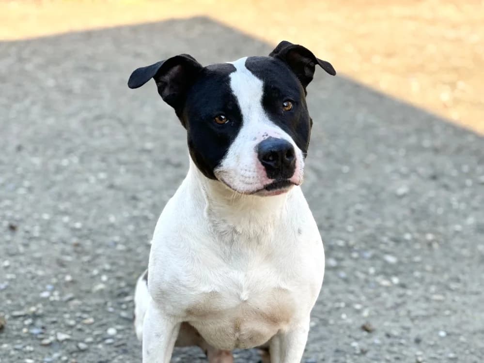 DJANGO, Mixed Breed (SPA La Roche-sur-Yon)