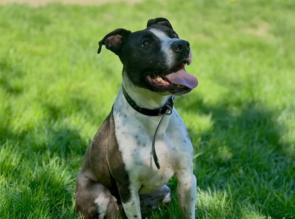 PIXCELL, male Mixed Breed for adoption at Lyon