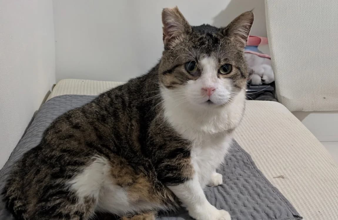 Twisty, male mixed breed for adoption at Lyon