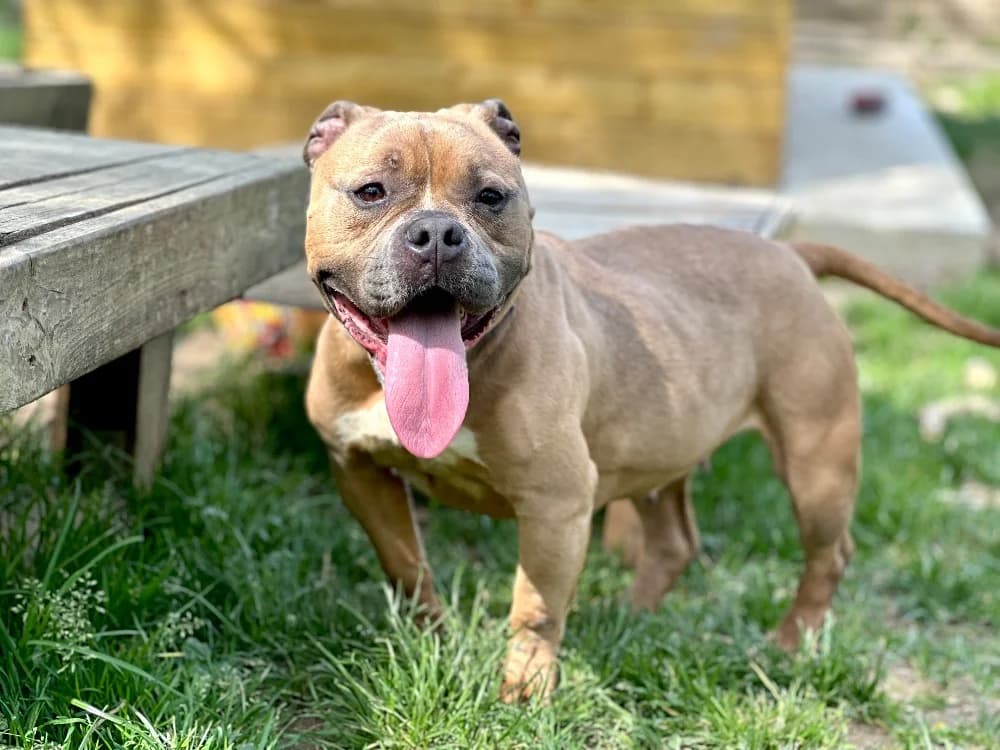Tara, female young Mixed Breed for adoption at SPA Cholet, Cholet