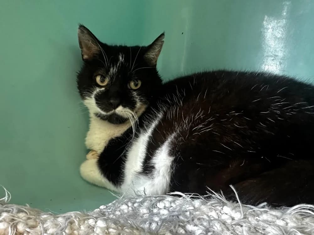 Jonquille [FIV+], male mixed breed for adoption at Lyon