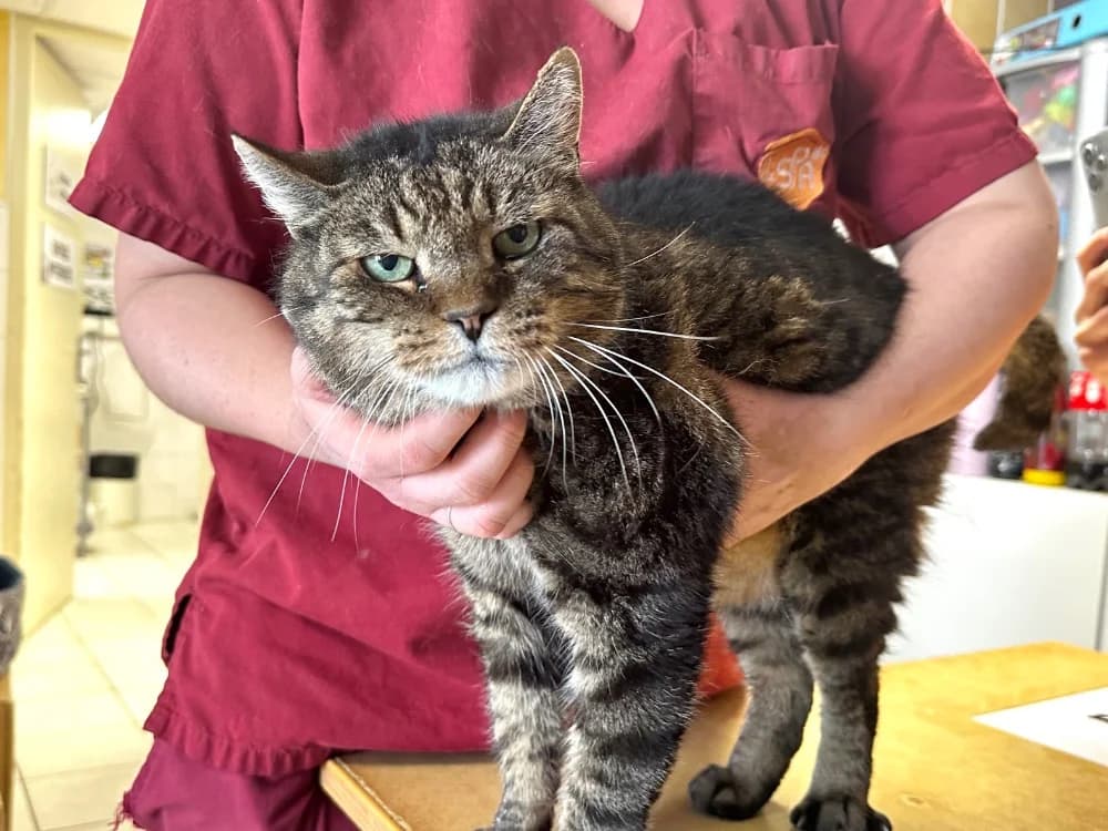 Razmo, male mixed breed for adoption at Lyon