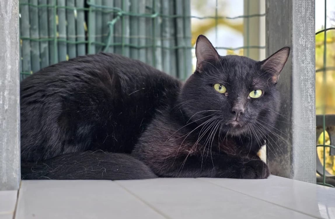 Mitch, male mixed breed for adoption at Lyon