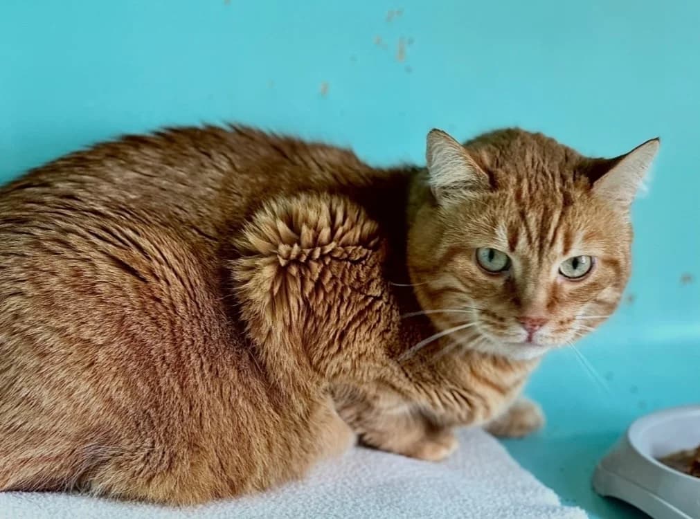 Alduin, male mixed breed for adoption at Lyon