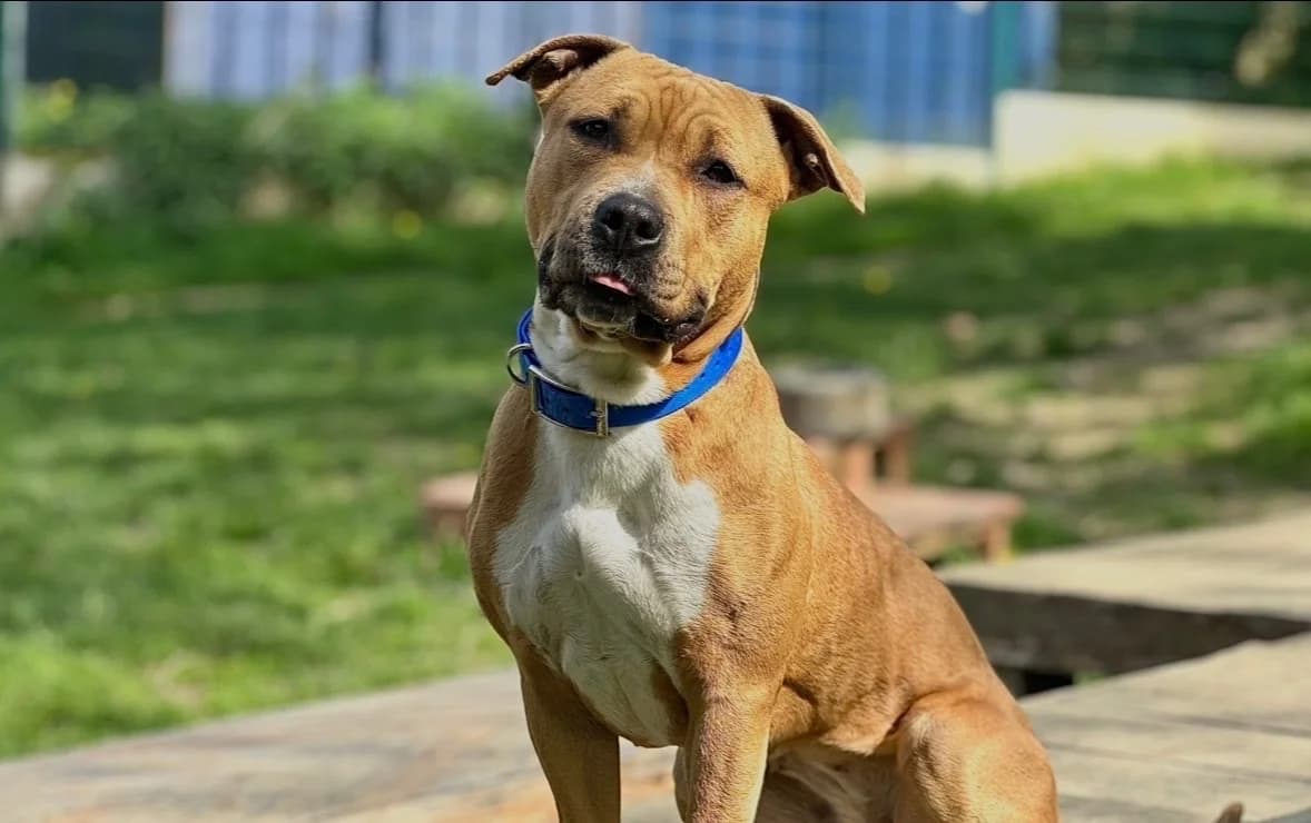 Pop up, female Mixed Breed for adoption at Lyon