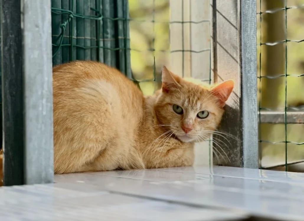 Palou, male mixed breed for adoption at Lyon