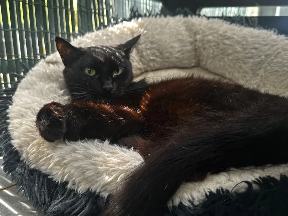 Froufrou, female mixed breed for adoption at Lyon