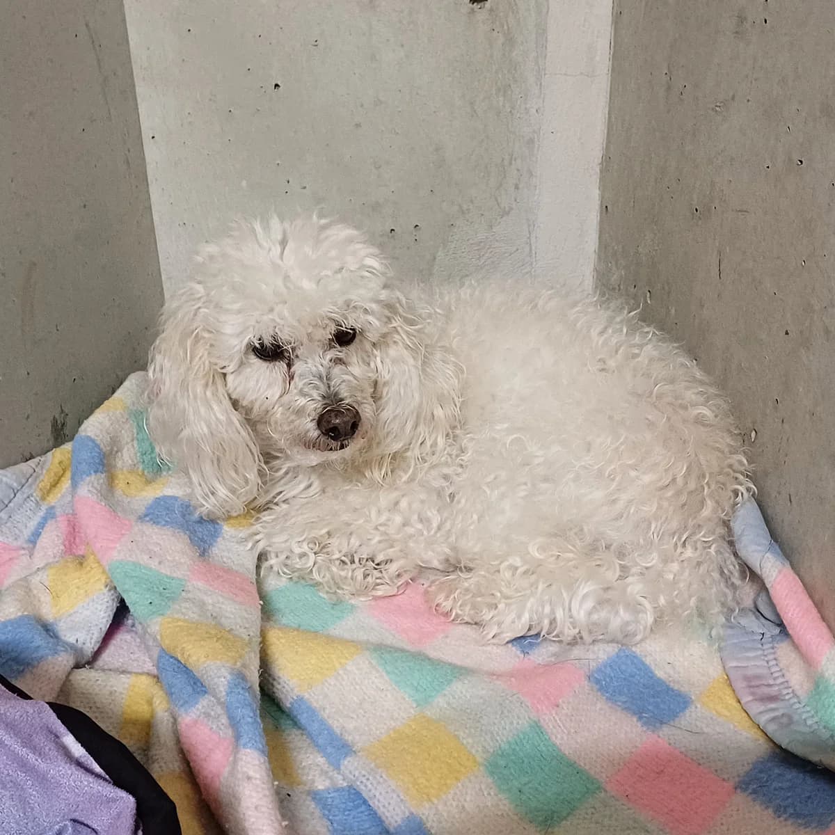 HALOA, male senior Poodle for adoption at SPA de Lyon et du Sud-Est