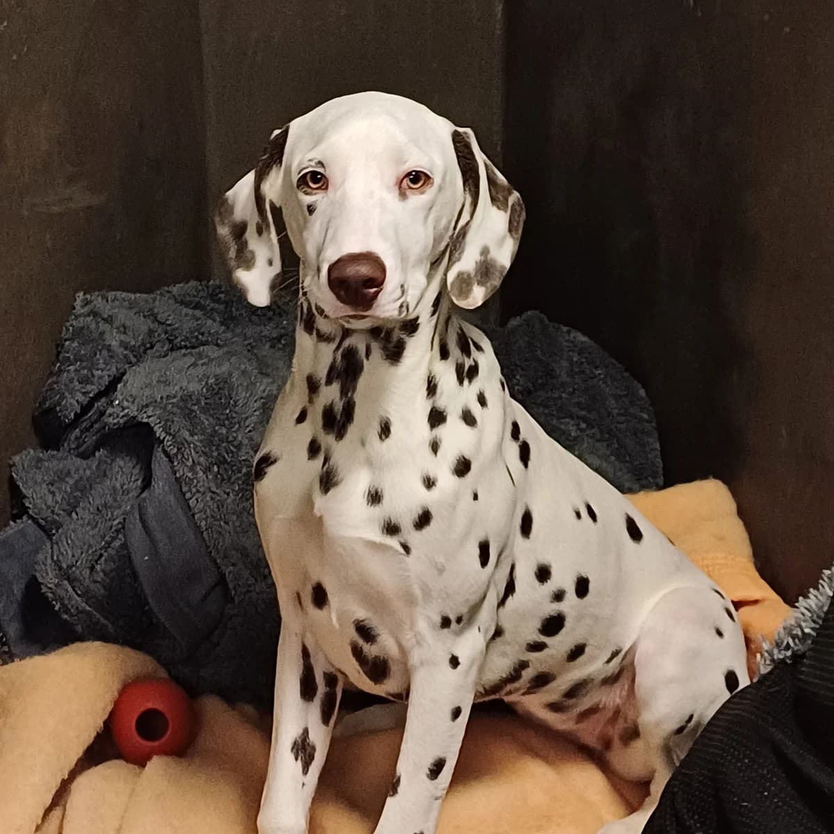 VICTOIRE, female 6yo Dalmatian for adoption at SPA de Lyon et du Sud-Est