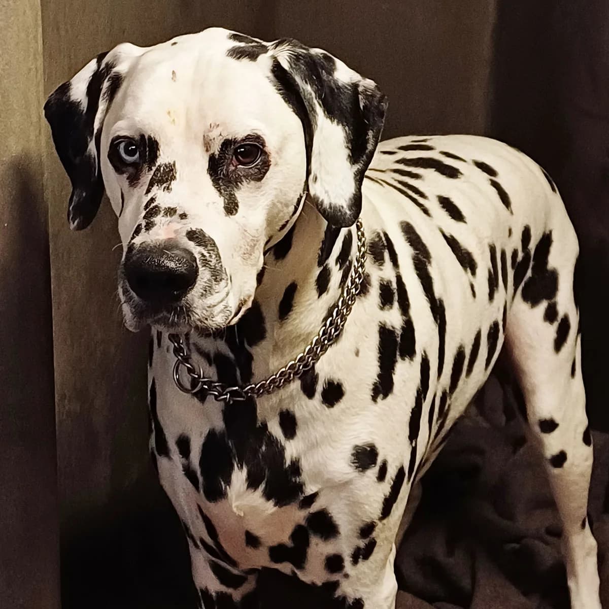 GANDALF,  6yo Dalmatian for adoption at SPA de Lyon et du Sud-Est
