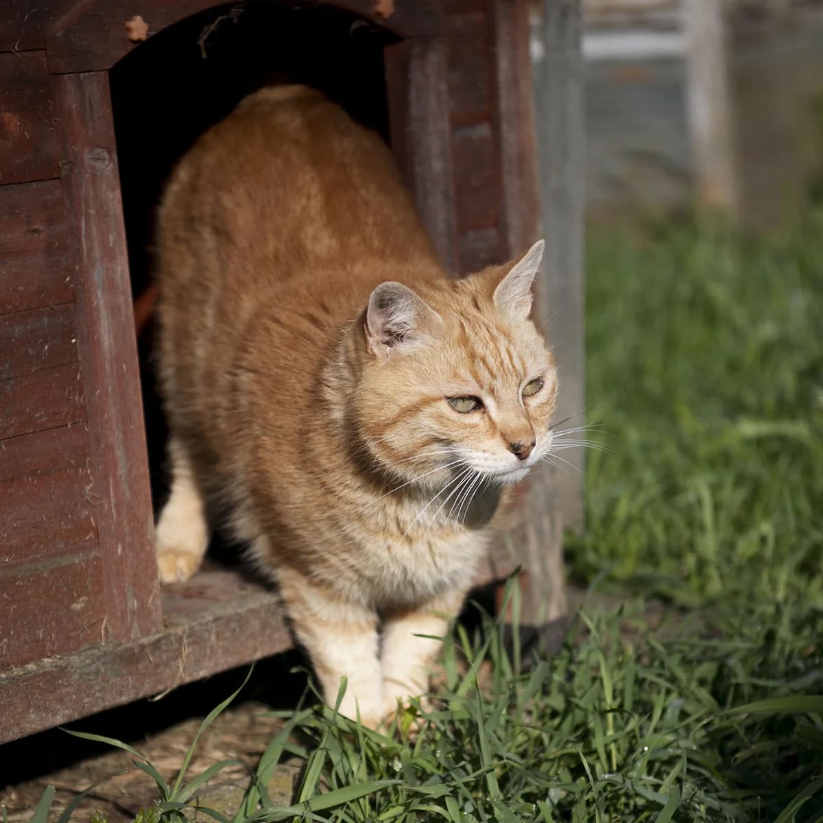 VESUVE, ROUX male senior mixed breed for adoption at SPA de Lyon et du Sud-Est