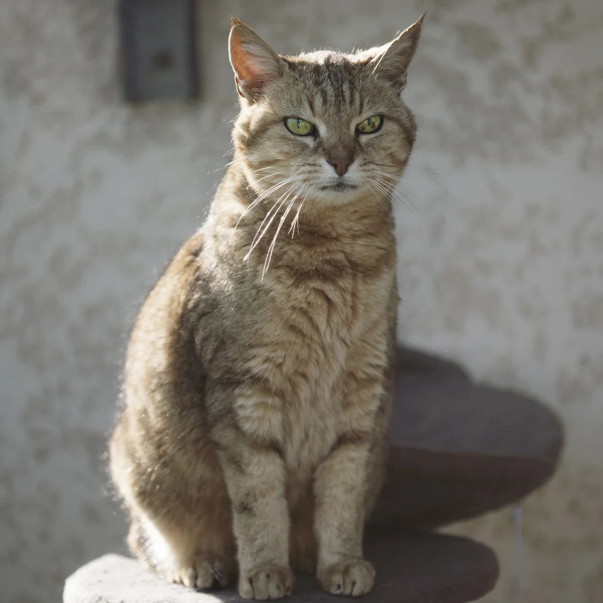 FIONA, TIGRE female senior mixed breed for adoption at SPA de Lyon et du Sud-Est