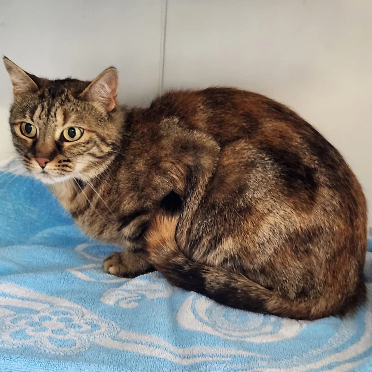 MITZI, TIGRE - ECAILLE DE TORTUE female senior mixed breed for adoption at SPA de Lyon et du Sud-Est