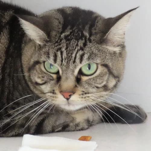 MINETTE, TIGRE female mixed breed for adoption at SPA de Lyon et du Sud-Est
