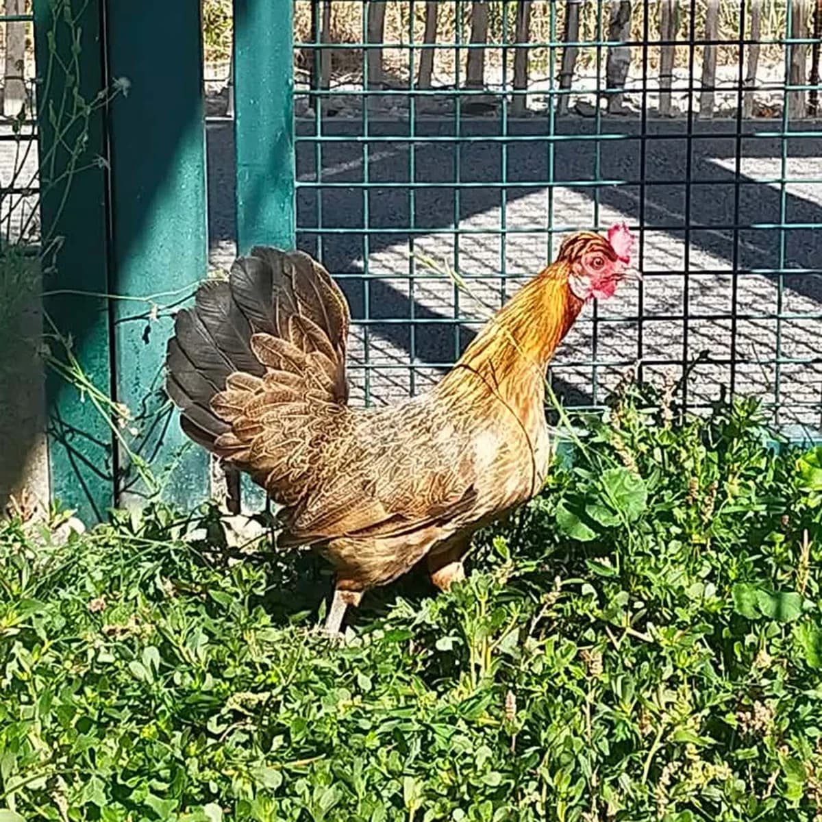 KOKI YAGE,  mixed breed for adoption at SPA de Lyon et du Sud-Est
