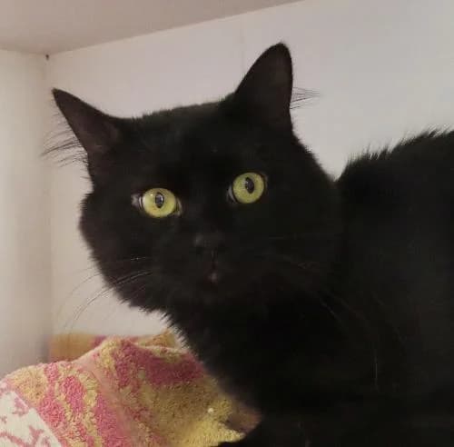 ALPAGA, NOIR male 4yo mixed breed for adoption at SPA de Lyon et du Sud-Est