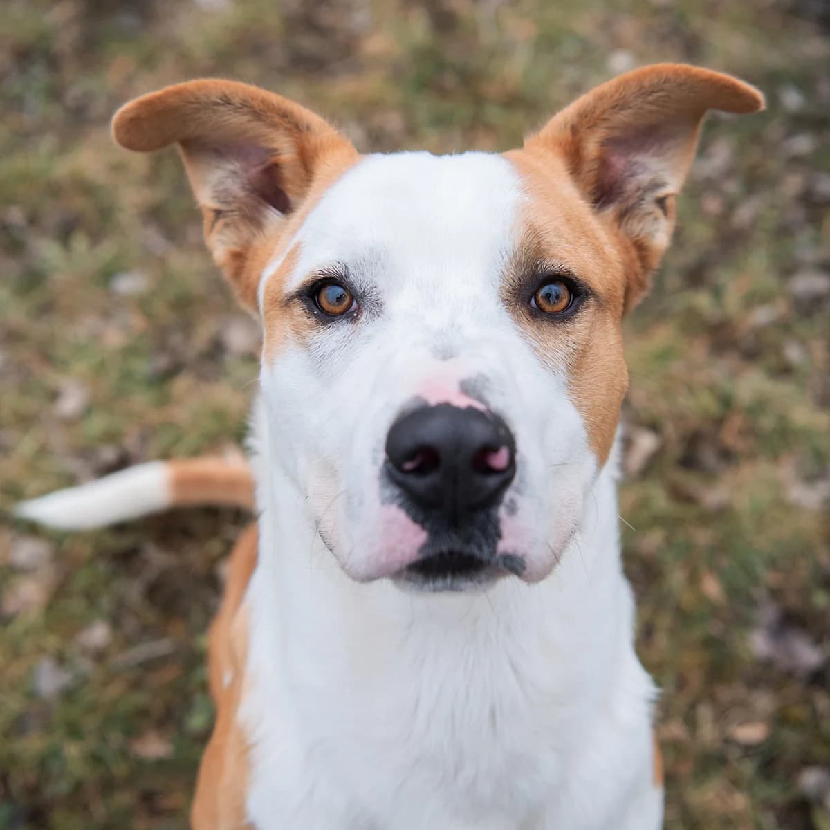 SHINOBU, BICOLORE - MARRON - BLANC male young Mixed Breed for adoption at SPA de Lyon et du Sud-Est