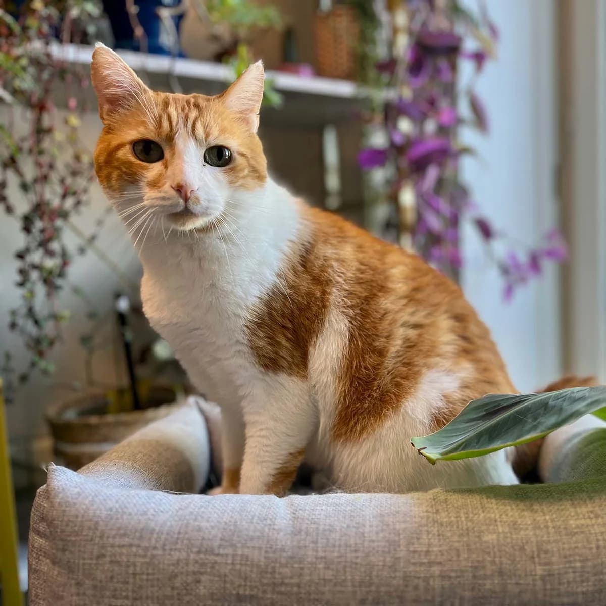 HELIOS,  senior European Shorthair for adoption at SPA de Lyon et du Sud-Est