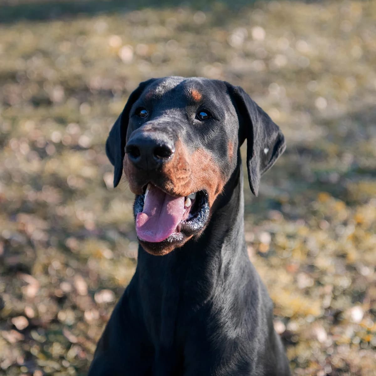 GOLIATH, BICOLORE - NOIR - FAUVE male Doberman for adoption at SPA de Lyon et du Sud-Est