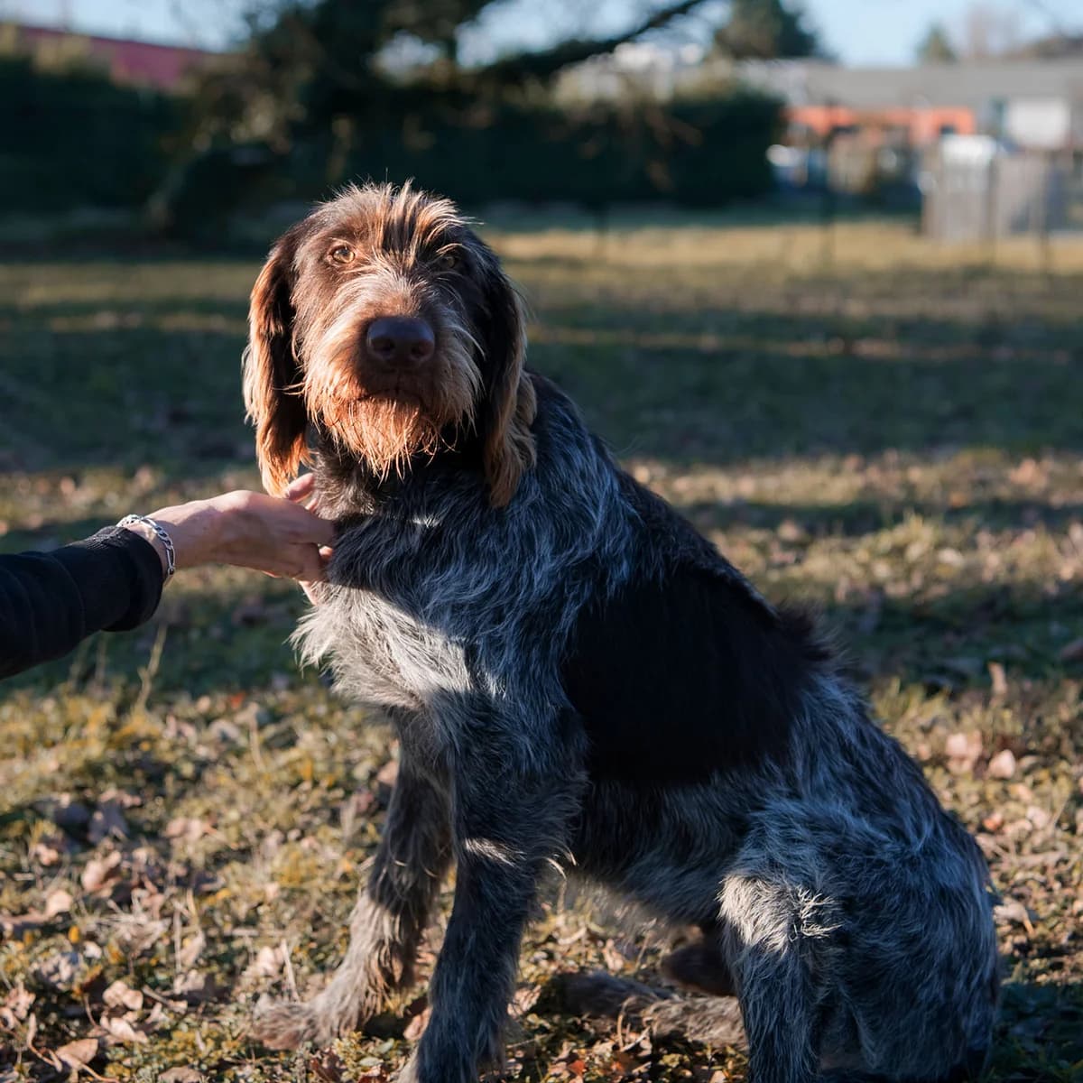 ARTHUR, BICOLORE - MARRON - BLANC male 3yo mixed breed for adoption at SPA de Lyon et du Sud-Est