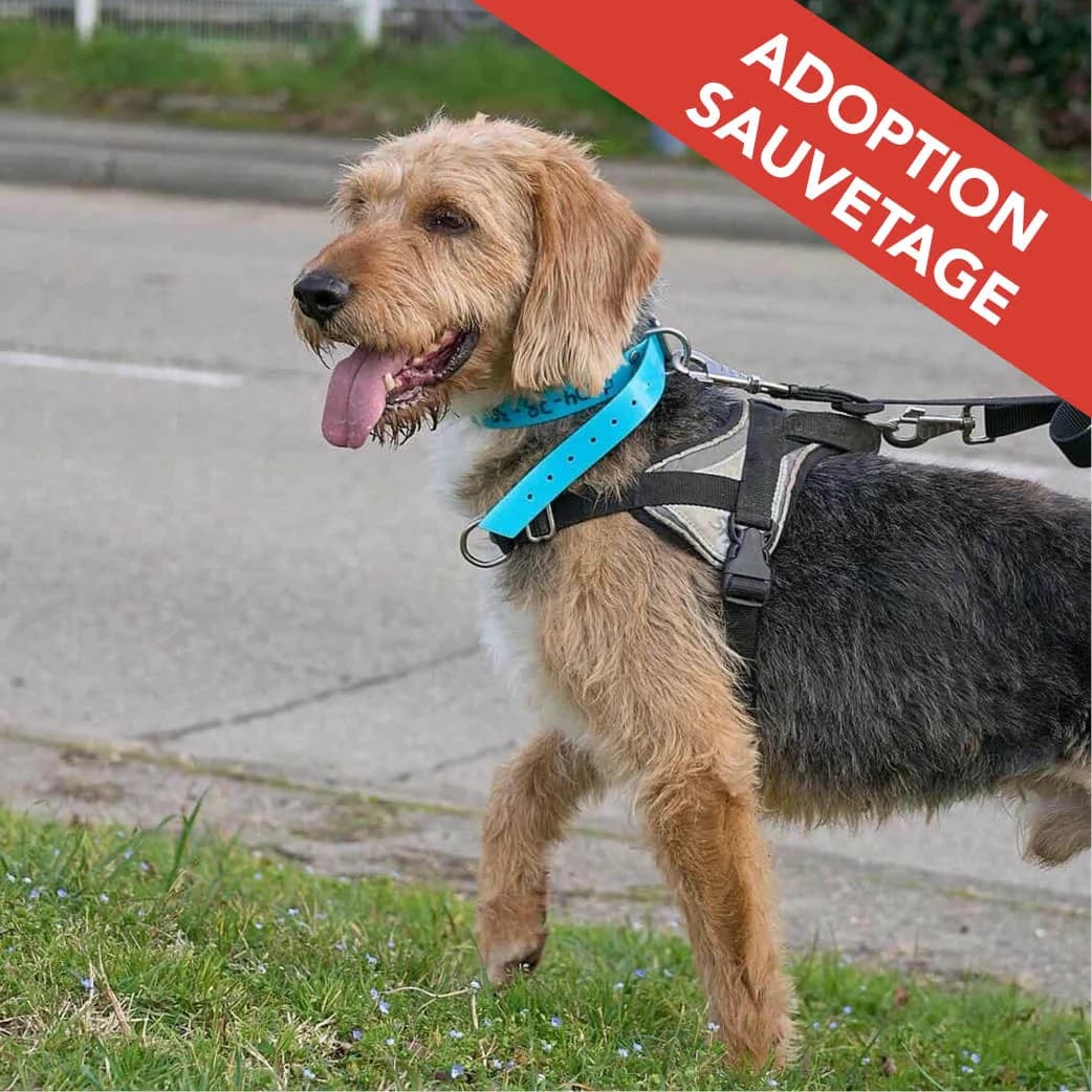 FRIPOUILLE, BICOLORE - NOIR - FEU male senior mixed breed for adoption at SPA de Lyon et du Sud-Est