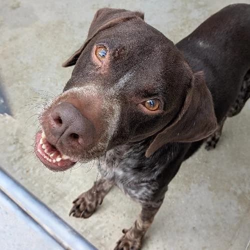 FRAX, BICOLORE - MARRON - BLANC male 7yo German Shorthaired Pointer for adoption at SPA de Lyon et du Sud-Est